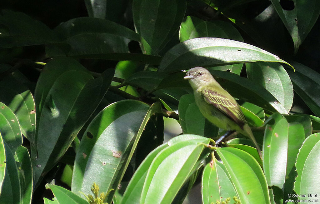 Guianan Tyrannuletadult