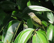 Guianan Tyrannulet