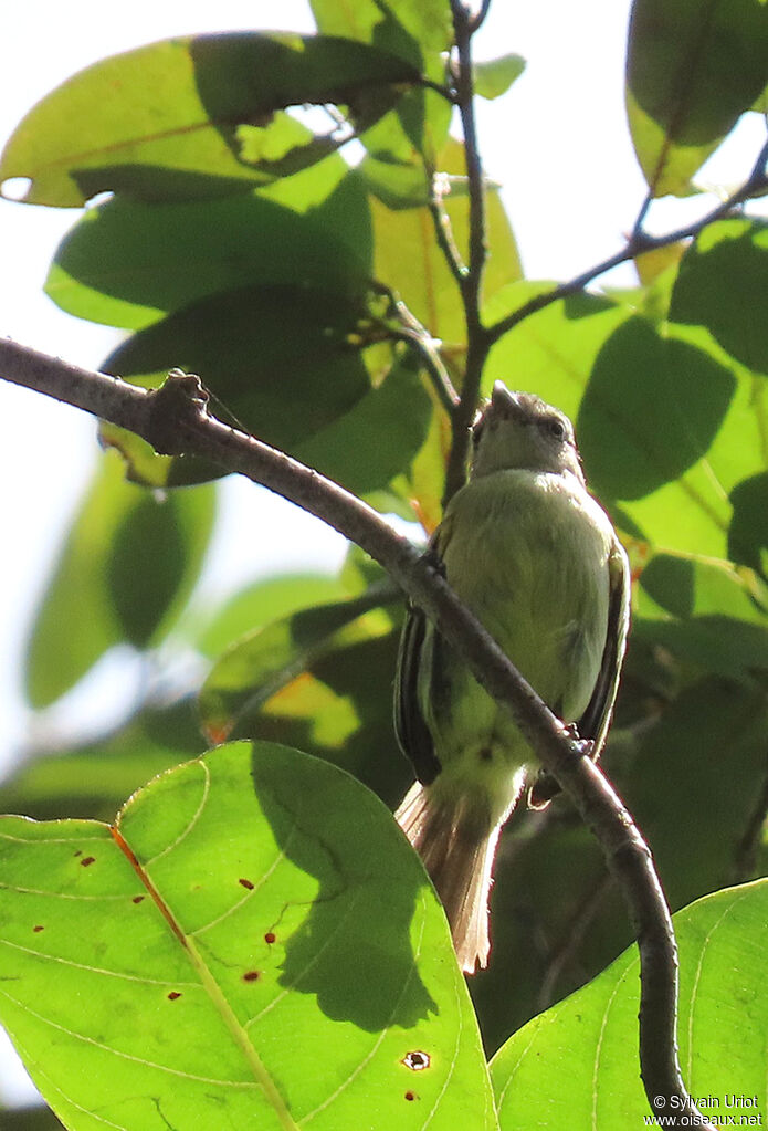 Guianan Tyrannuletadult