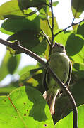 Guianan Tyrannulet