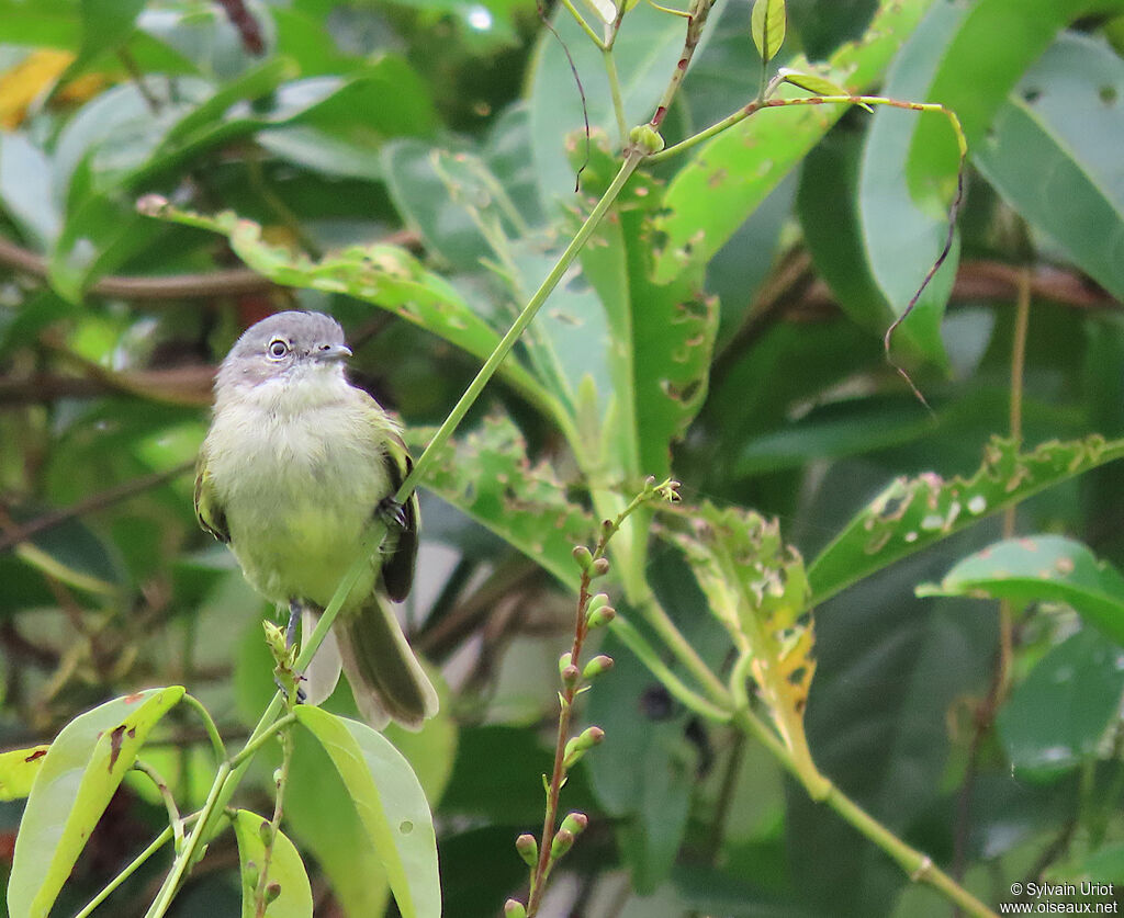 Guianan Tyrannuletadult