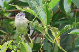 Guianan Tyrannulet