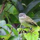 Tyranneau vif