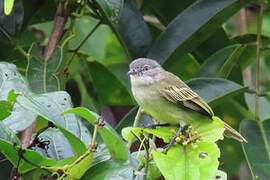 Guianan Tyrannulet