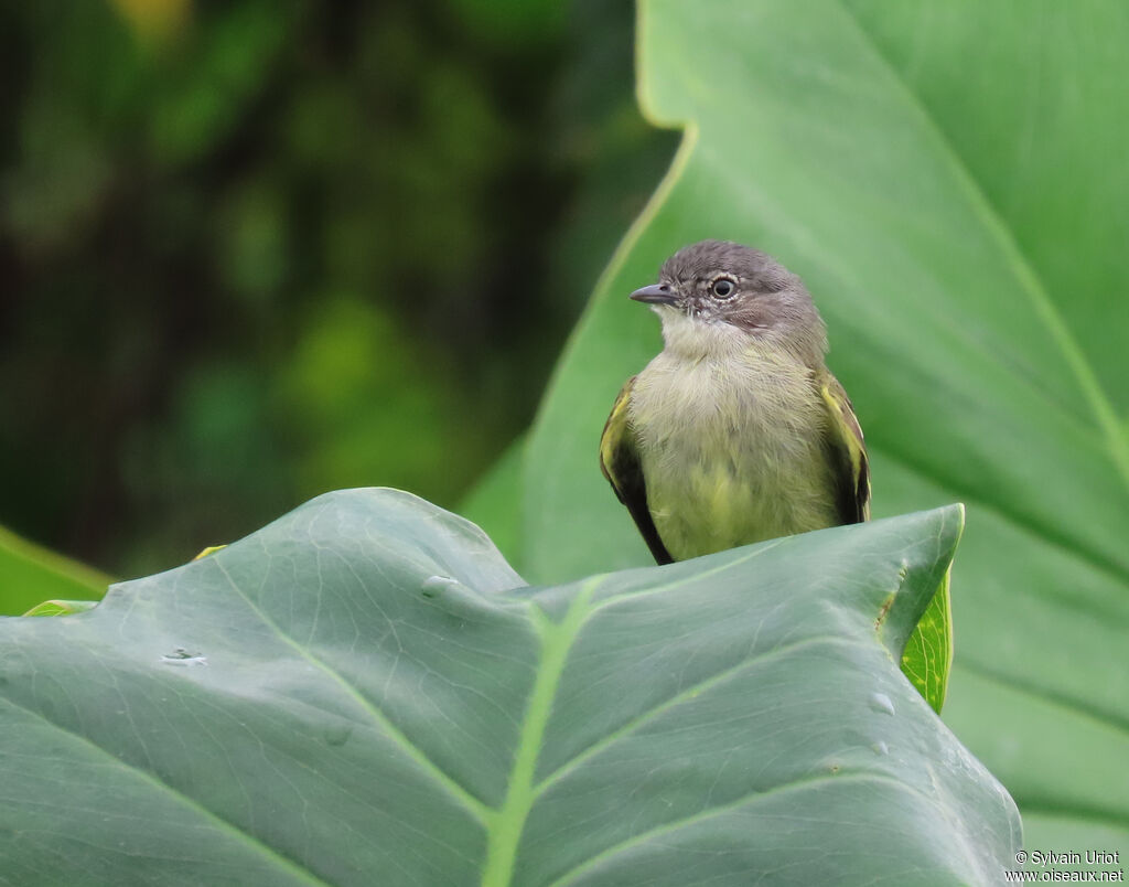 Guianan Tyrannuletadult