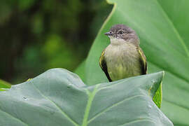 Guianan Tyrannulet