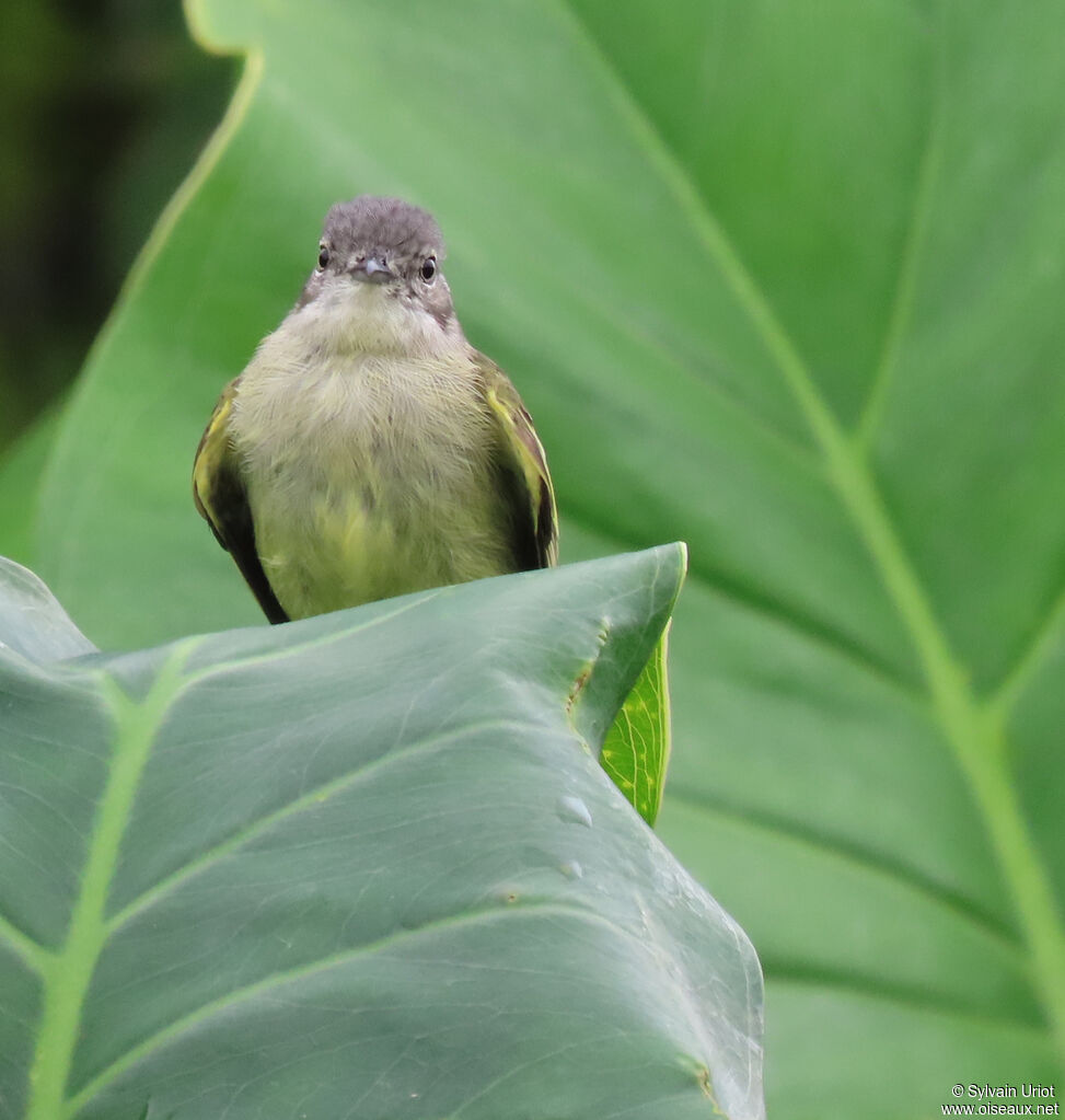 Guianan Tyrannuletadult