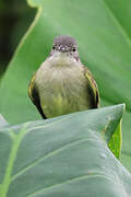 Guianan Tyrannulet