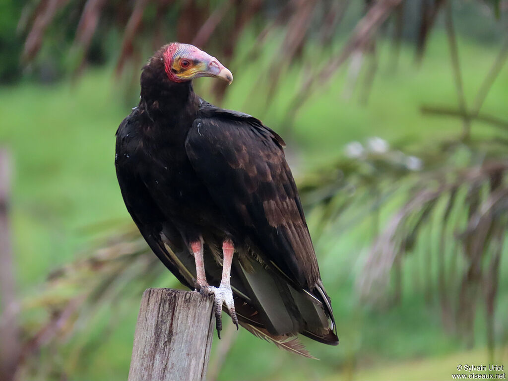 Lesser Yellow-headed Vultureadult