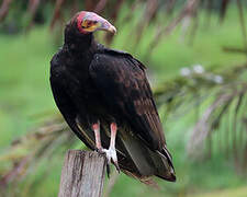 Lesser Yellow-headed Vulture