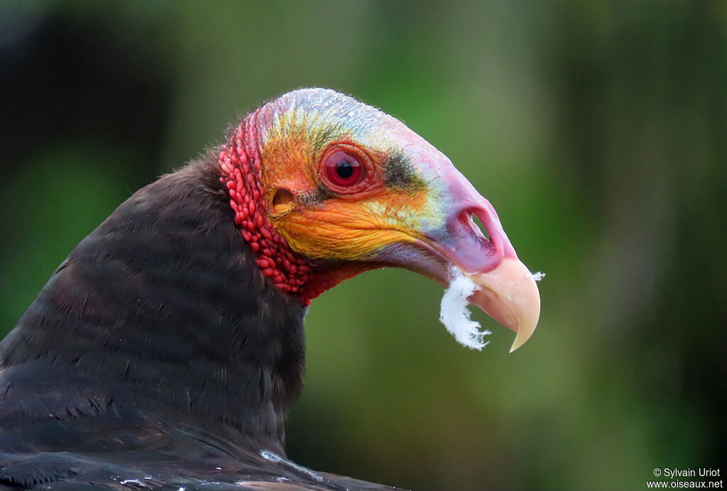 Lesser Yellow-headed Vultureadult