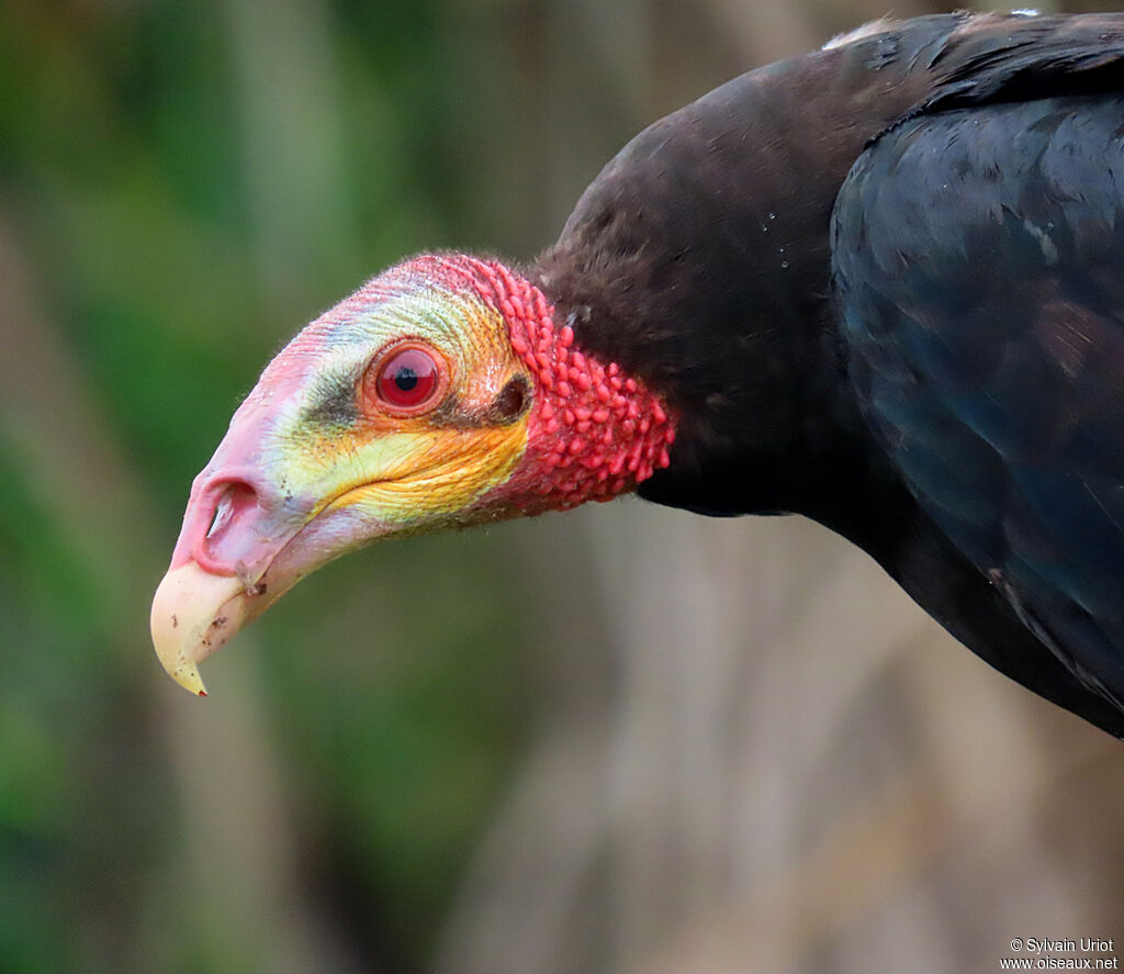 Lesser Yellow-headed Vultureadult