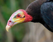 Lesser Yellow-headed Vulture