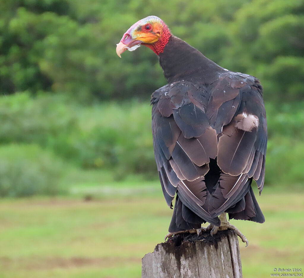 Lesser Yellow-headed Vultureadult