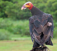 Lesser Yellow-headed Vulture