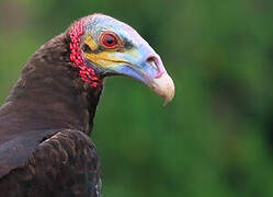 Lesser Yellow-headed Vulture