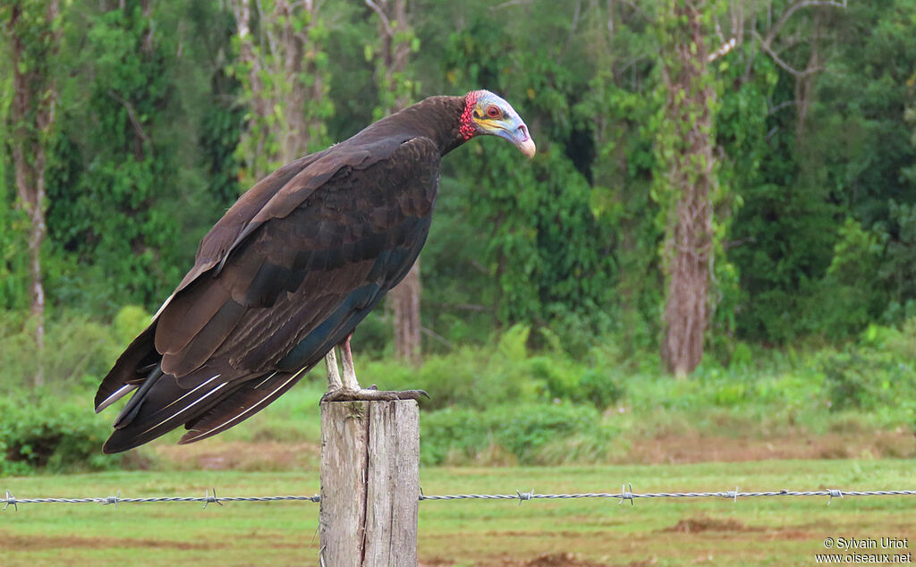 Lesser Yellow-headed Vultureadult