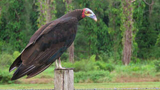 Lesser Yellow-headed Vulture