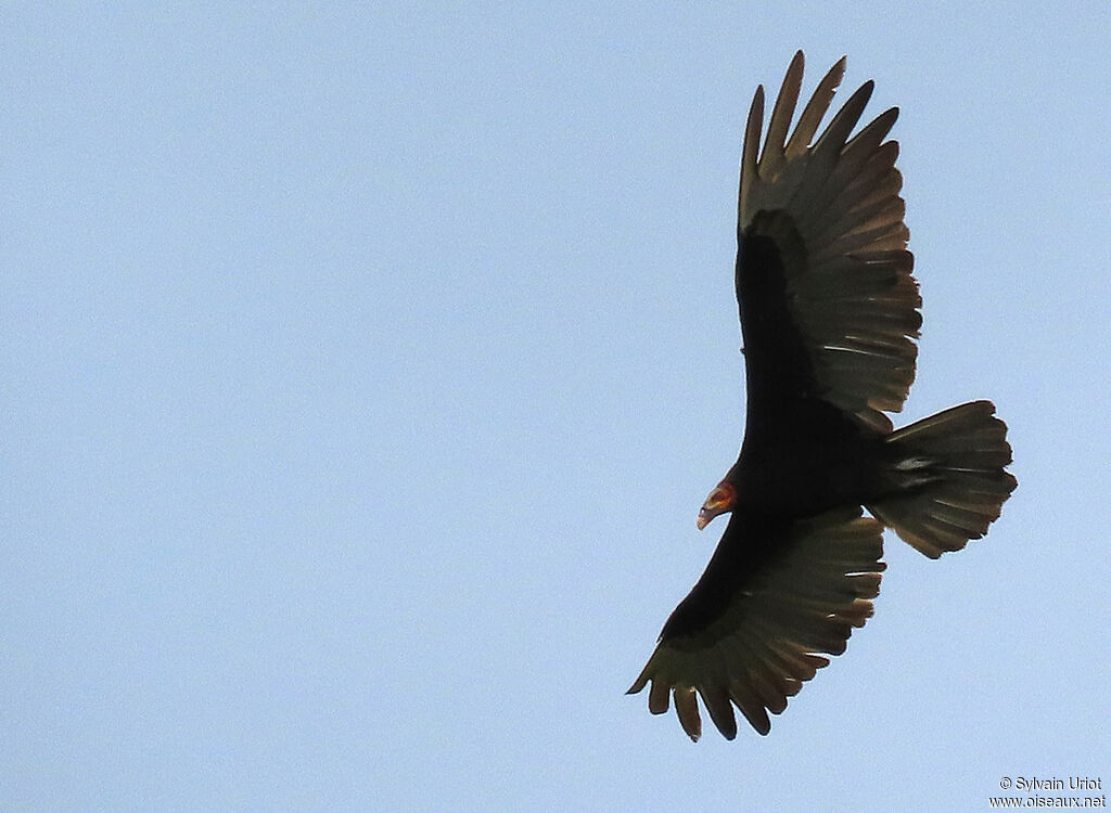 Lesser Yellow-headed Vultureadult