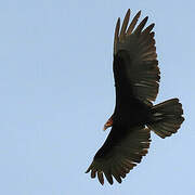 Lesser Yellow-headed Vulture