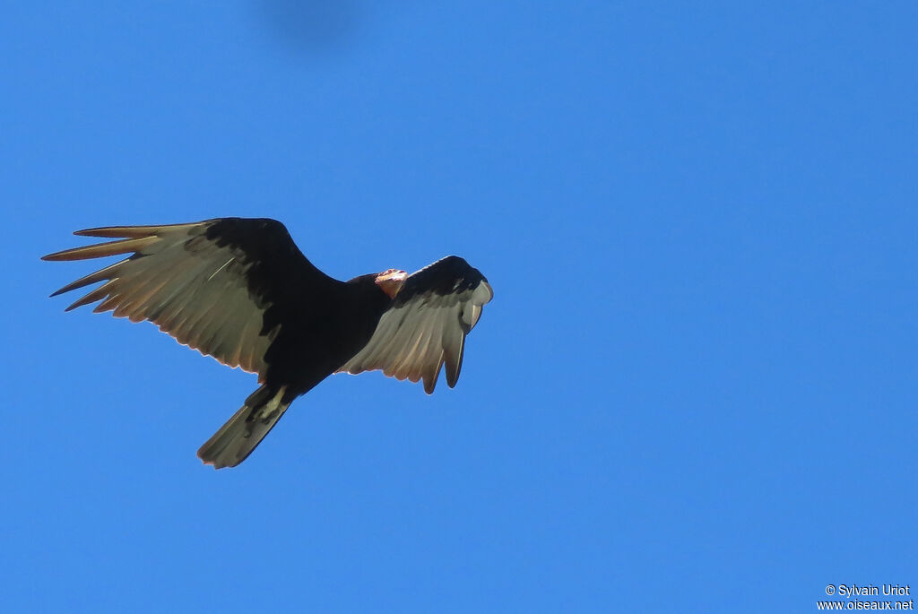 Lesser Yellow-headed Vultureadult