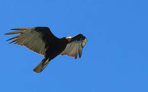 Lesser Yellow-headed Vulture