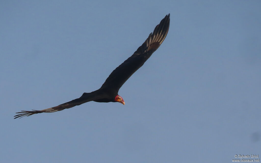 Lesser Yellow-headed Vultureadult