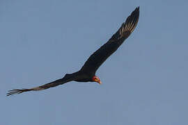 Lesser Yellow-headed Vulture