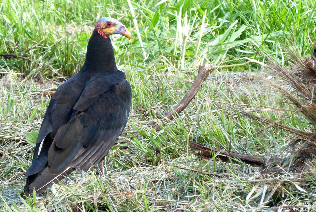 Lesser Yellow-headed Vultureadult