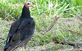 Lesser Yellow-headed Vulture