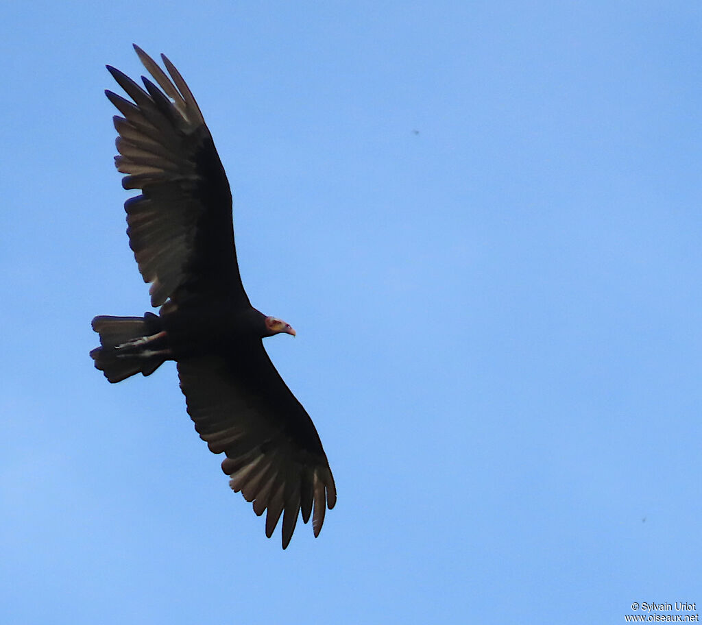 Urubu à tête jaune