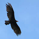 Urubu à tête jaune