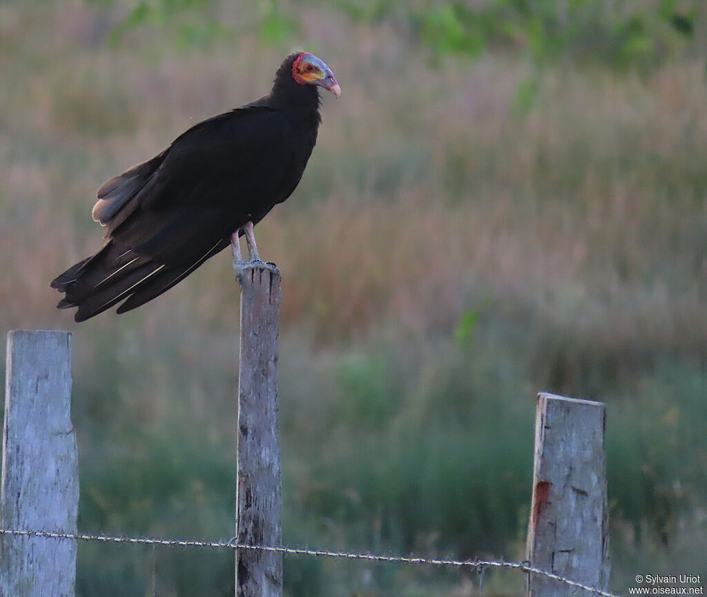Urubu à tête jaune