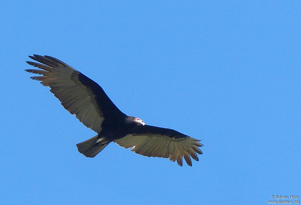 Lesser Yellow-headed Vultureadult