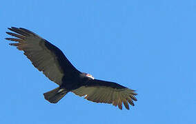 Lesser Yellow-headed Vulture