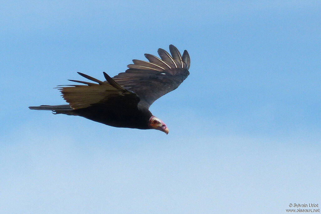 Urubu à tête jauneadulte