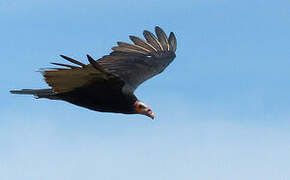 Lesser Yellow-headed Vulture