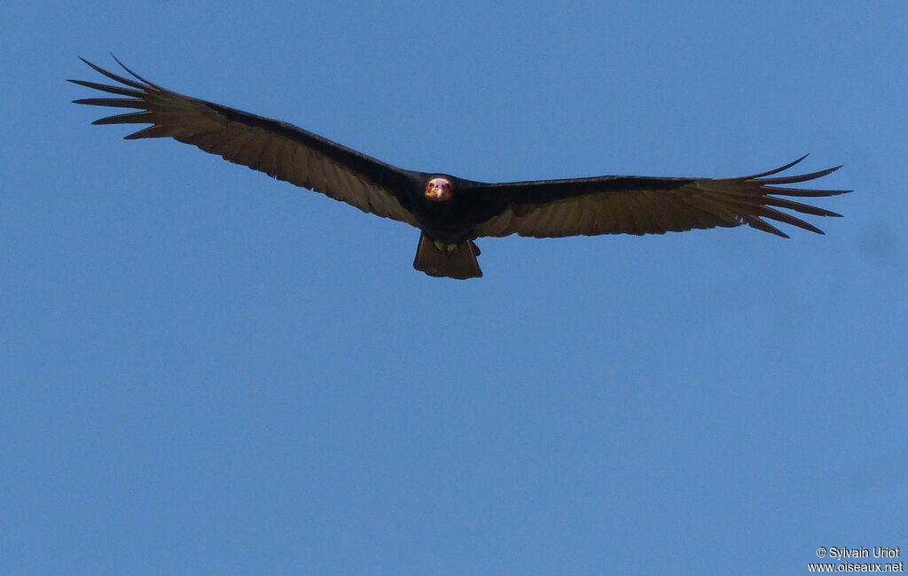 Lesser Yellow-headed Vultureadult