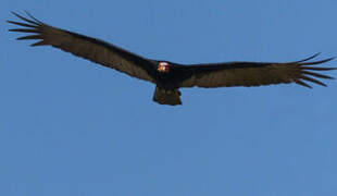 Lesser Yellow-headed Vulture