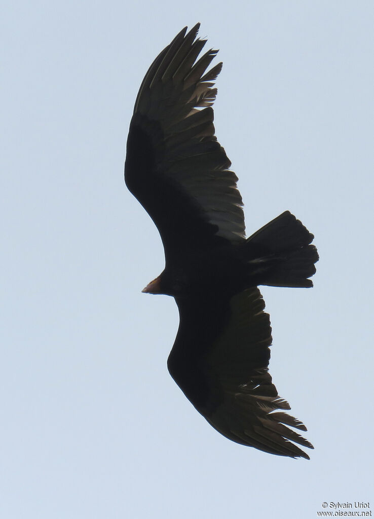 Lesser Yellow-headed Vultureadult