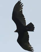 Lesser Yellow-headed Vulture