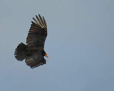 Lesser Yellow-headed Vulture