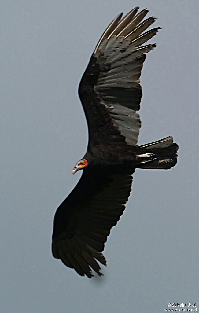 Lesser Yellow-headed Vultureadult