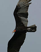 Lesser Yellow-headed Vulture