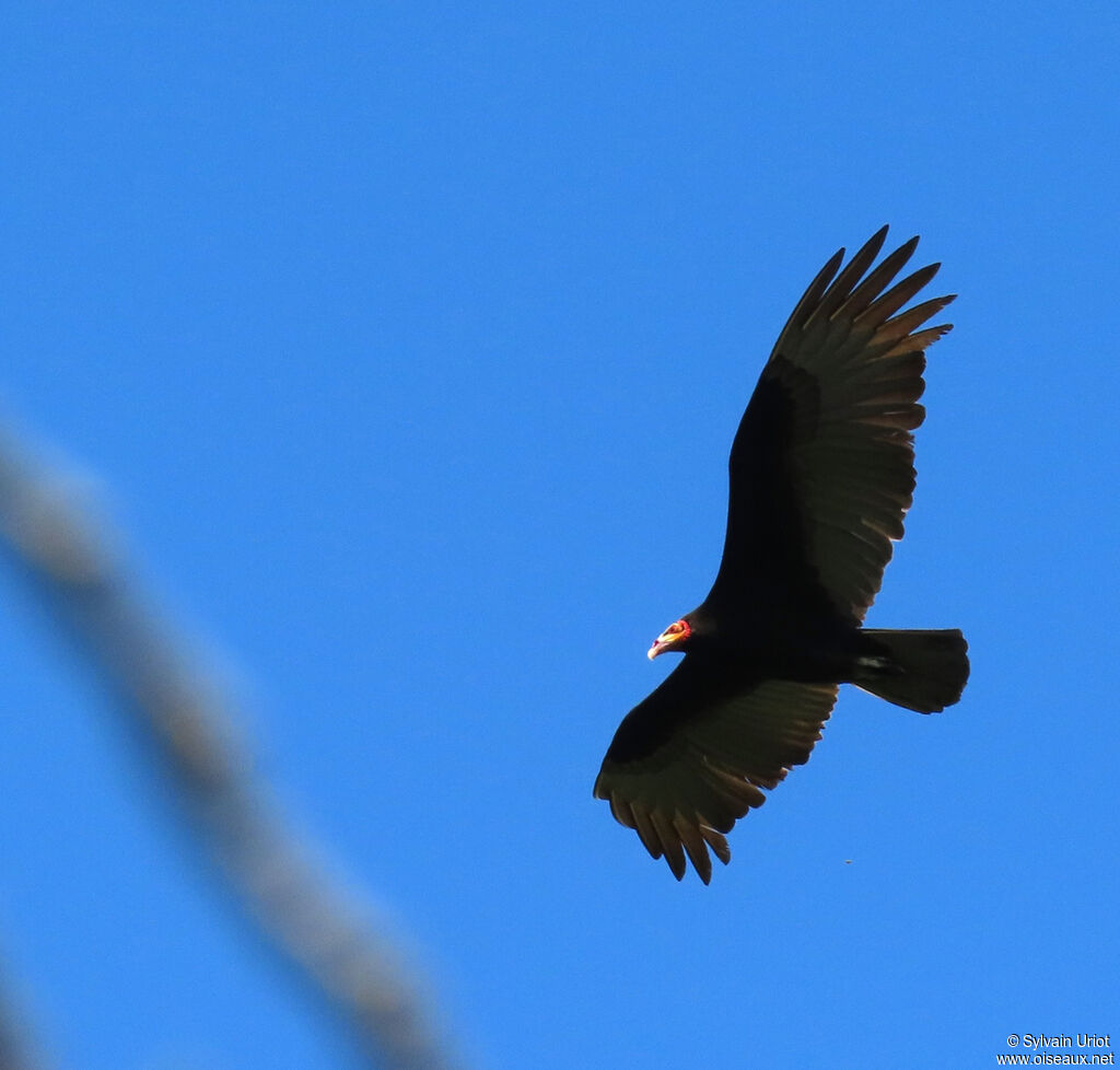 Lesser Yellow-headed Vultureadult