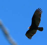 Lesser Yellow-headed Vulture