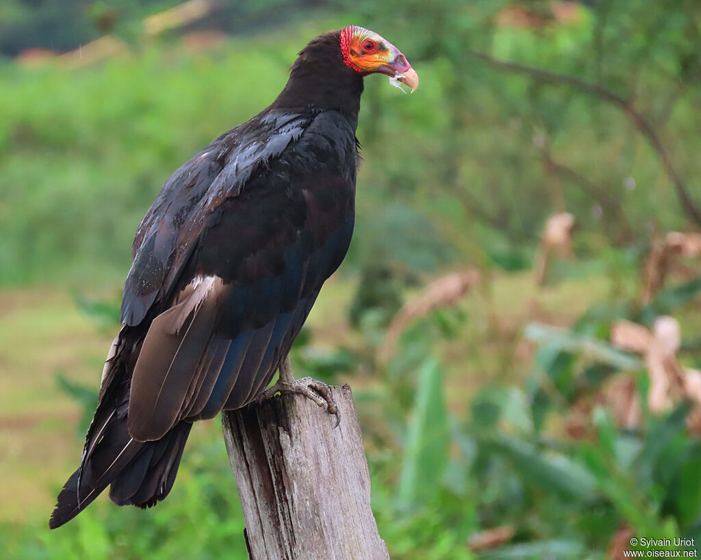 Lesser Yellow-headed Vultureadult