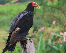 Lesser Yellow-headed Vulture