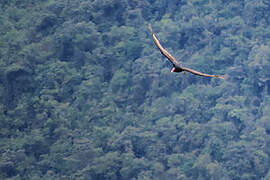 Turkey Vulture