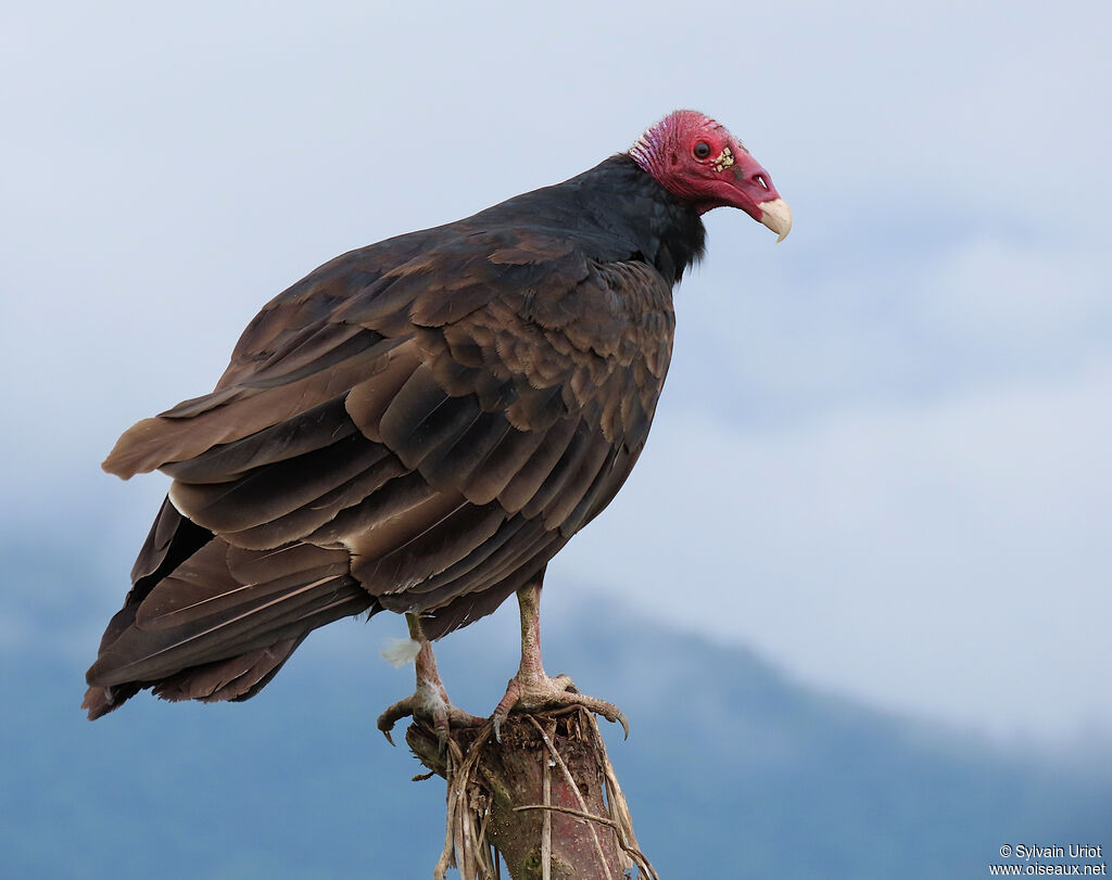 Urubu à tête rougeadulte